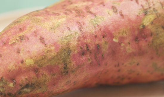 红薯不能和什么一起吃