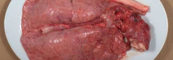 吃猪肺对人体有害吗