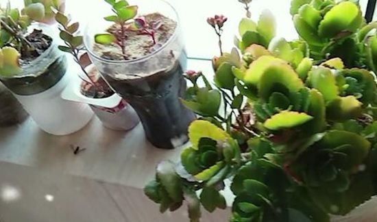 长寿花为什么致癌