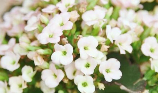 长寿花为什么致癌