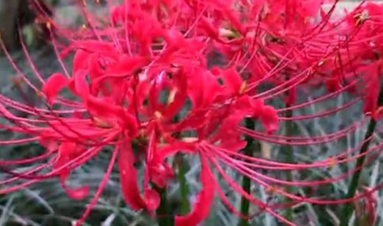 彼岸花碰到血会怎样