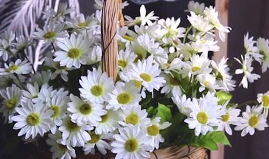雏菊为什么不能送人