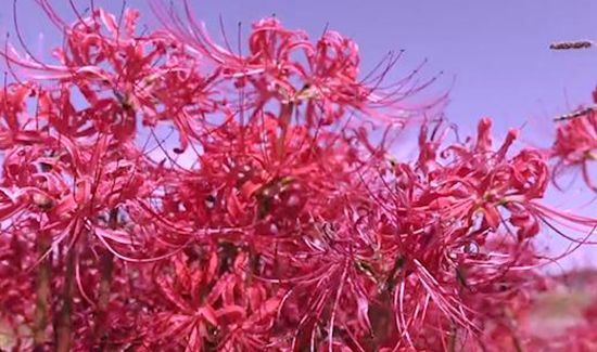 彼岸花碰到血会怎样