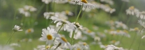 雏菊为什么不能送人