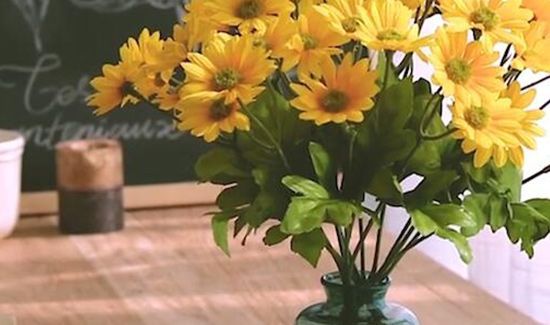 雏菊为什么不能送人