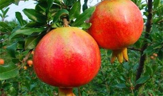 牛奶石榴可以一起吃吗