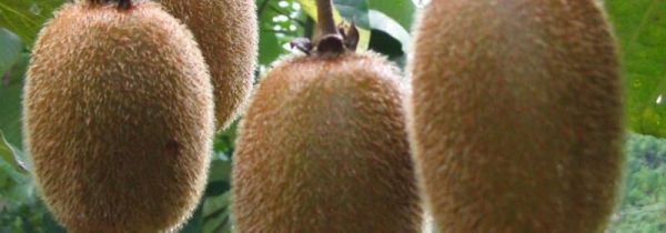 猕猴桃加牛奶可以吃吗