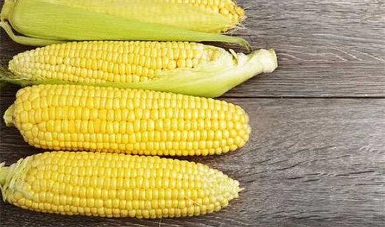 玉米禁忌人群