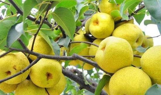 霜降可以吃什么水果