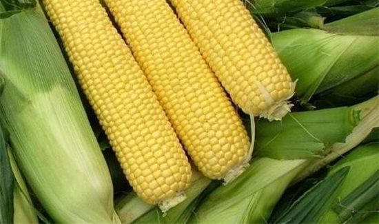 玉米核坚果壳属于什么垃圾