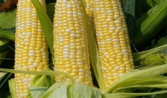 玉米核坚果壳属于什么垃圾