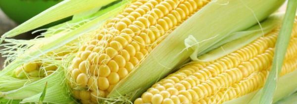 玉米核坚果壳属于什么垃圾