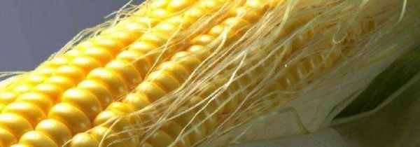 玉米须可以吃吗