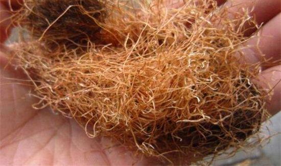 玉米须可以吃吗