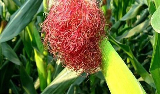 玉米须可以吃吗