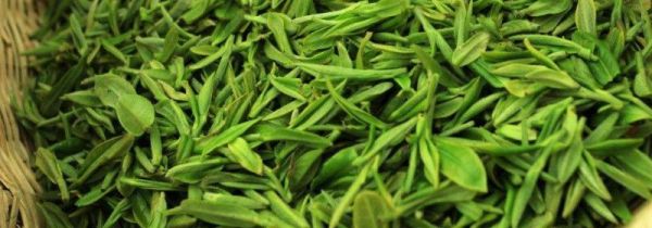 宁武野生毛健茶的功效