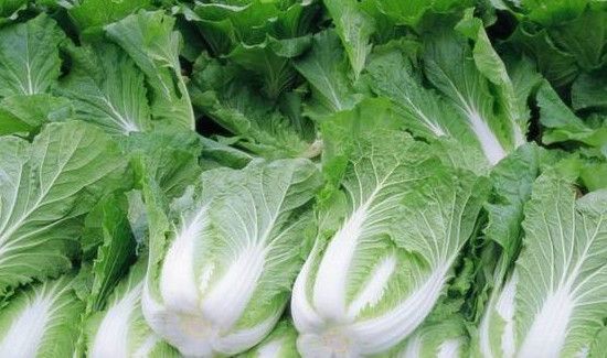 大白菜是发物吗