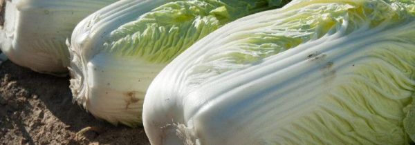 大白菜是发物吗