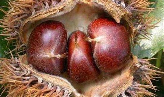 生板栗去壳去皮窍门