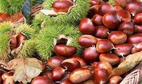 生板栗去壳去皮窍门