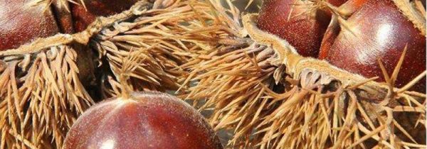 生板栗去壳去皮窍门