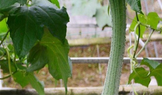 番茄丝瓜能一起吃吗