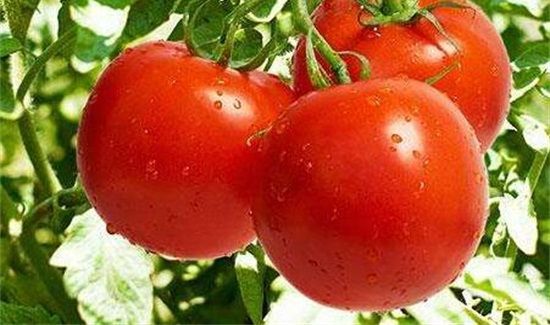 番茄丝瓜能一起吃吗