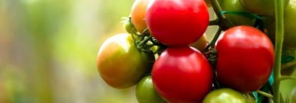 番茄丝瓜能一起吃吗