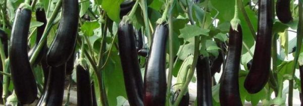 茄子与菌类能同吃吗