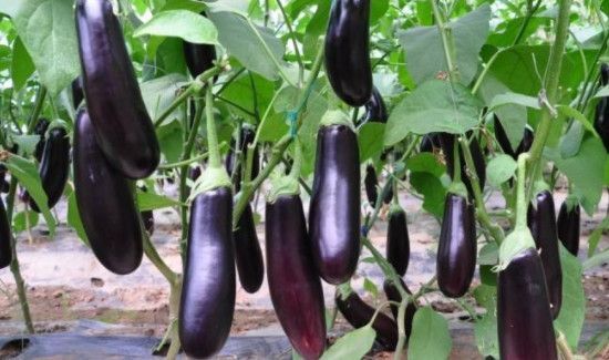 茄子与菌类能同吃吗