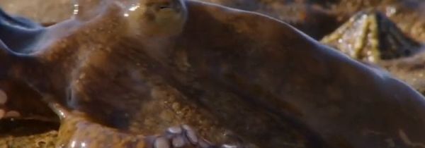 章鱼的血液是什么颜色