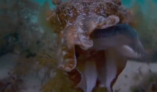 章鱼的血液是什么颜色