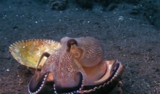 章鱼的血液是什么颜色