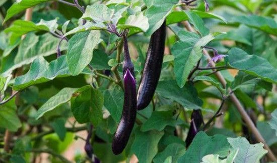 茄子里面发棕色能吃吗