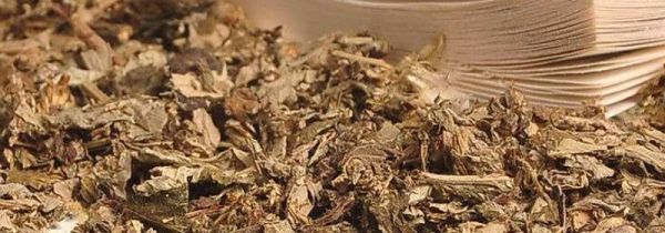 东北石茶功效和作用