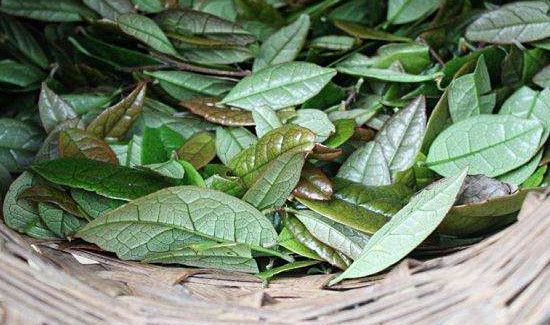 东北石茶功效和作用