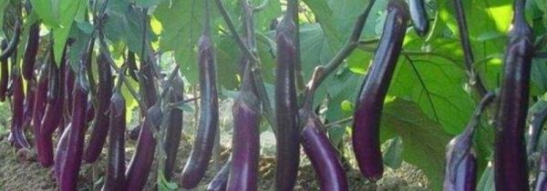 茄子里面发棕色能吃吗