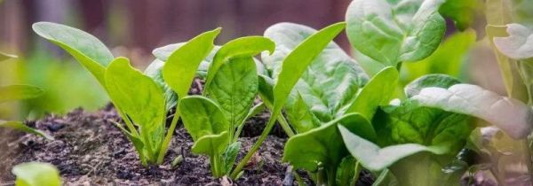 菠菜和红薯能一起吃吗