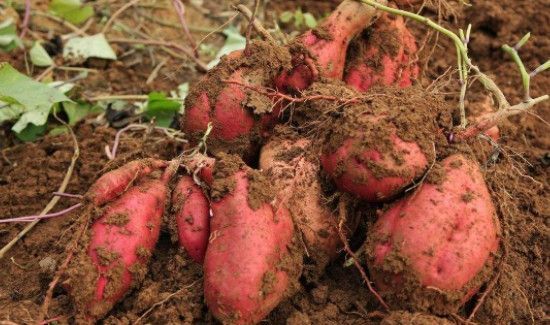 菠菜和红薯能一起吃吗