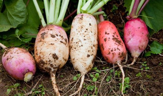 萝卜和豆浆能一起吃吗