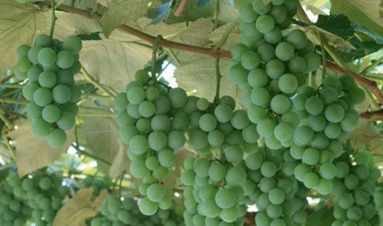 葡萄可以和牛奶一起吃吗