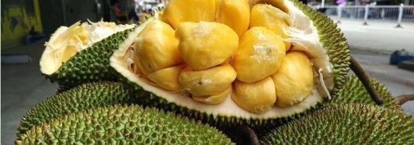 菠萝蜜果肉有褐色斑点