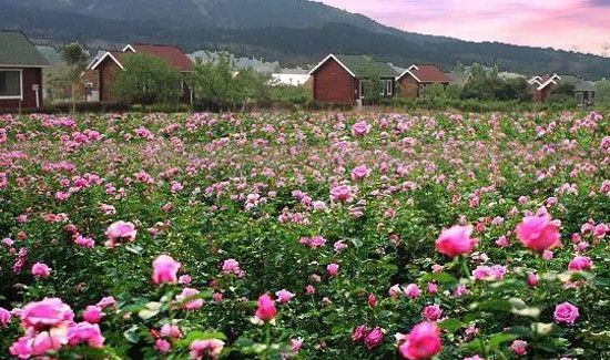 东欧四国是哪四国