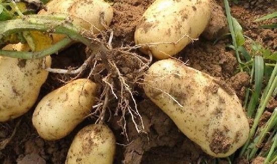 藕和土豆可以一起吃吗