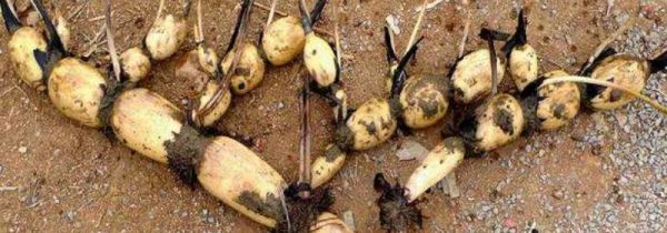 藕和土豆可以一起吃吗