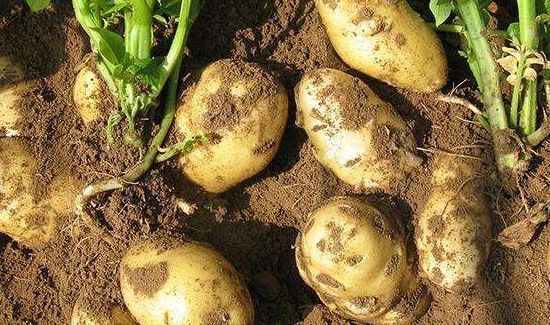 薏米禁忌什么一起吃