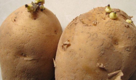 土豆绿了没发芽能吃吗