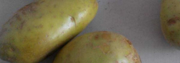 土豆绿了没发芽能吃吗