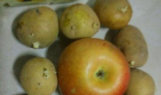 土豆绿了没发芽能吃吗