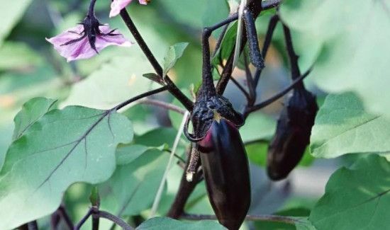 蘑菇可不可以和茄子一起吃?